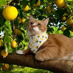 Cat Bandana, Bandanas for Cats, Pet Scarf, Cat Accessories, Cat Gifts