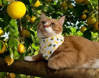 Cat Bandana, Bandanas for Cats, Pet Scarf, Cat Accessories, Cat Gifts