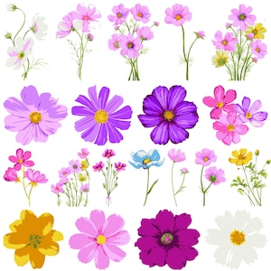 Peut inclure: Une collection de 20 fleurs de cosmos colorées dans différentes nuances de rose, violet, bleu et jaune. Les fleurs sont isolées sur un fond blanc.