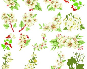 Hawthorn SVG Bundle, Hawthorn vector, Hawthorn clipart, Hawthorn vector, Hawthorn outline, Hawthorn Flower svg, Hawthorn eps,