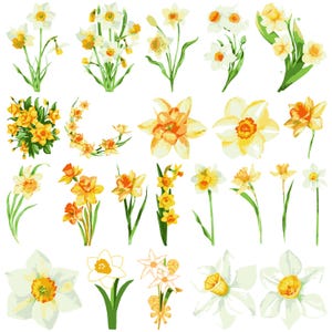 Narcissus SVG Bundle, Narcissus png, Narcissus eps, Narcissus vector, Flower Stem svg, Narcissus cricut, Narcissus silhouette