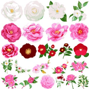 Camellia SVG Bundle, Camellia vector, Camellia outline, Camellia clipart, Camellia Flower svg, Hawaiian Flower svg, Camellia png,