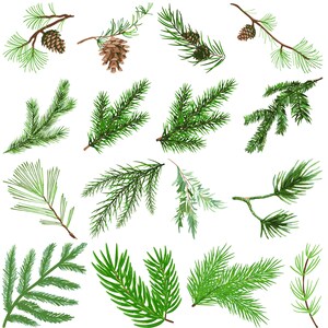 Peut inclure: Une collection de 15 branches de pin vertes avec des cônes de pin bruns. Les branches sont isolées sur un fond blanc.