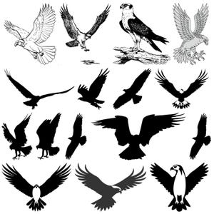 May include: A collection of black and white silhouette images of hawks and eagles in various poses. The birds are depicted with outstretched wings, talons, and beaks.