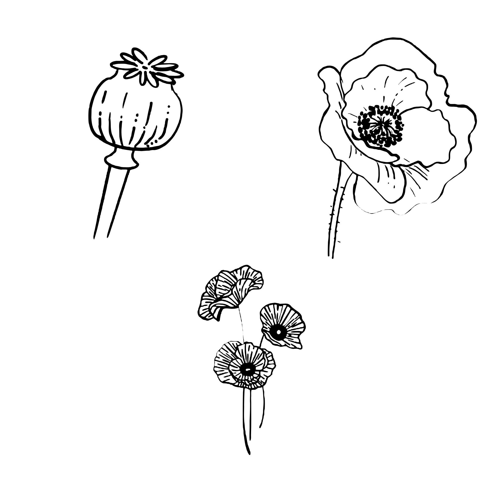 Poppy Cut Files Poppy Svg Bundle, Floral Clipart, Poppy Vector, Remembrance Day Decal ...