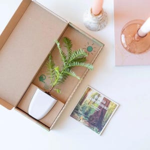 Brievenbuscadeau sequoiaboom en gepersonaliseerde kaart | Milieuvriendelijk cadeau | Duurzaam cadeau | Uniek cadeau | Montessoricadeau