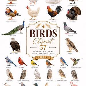Puede incluir: Una colección digital de 57 ilustraciones de aves que incluye varias especies como un ánade real, ganso, cisne, barnacla canadiense, pato mandarín, pollo, gallo, pavo, pavo real, paloma, águila calva, halcón, arrendajo azul, cardenal, jilguero, petirrojo, azulejo, colibrí y búhos.
