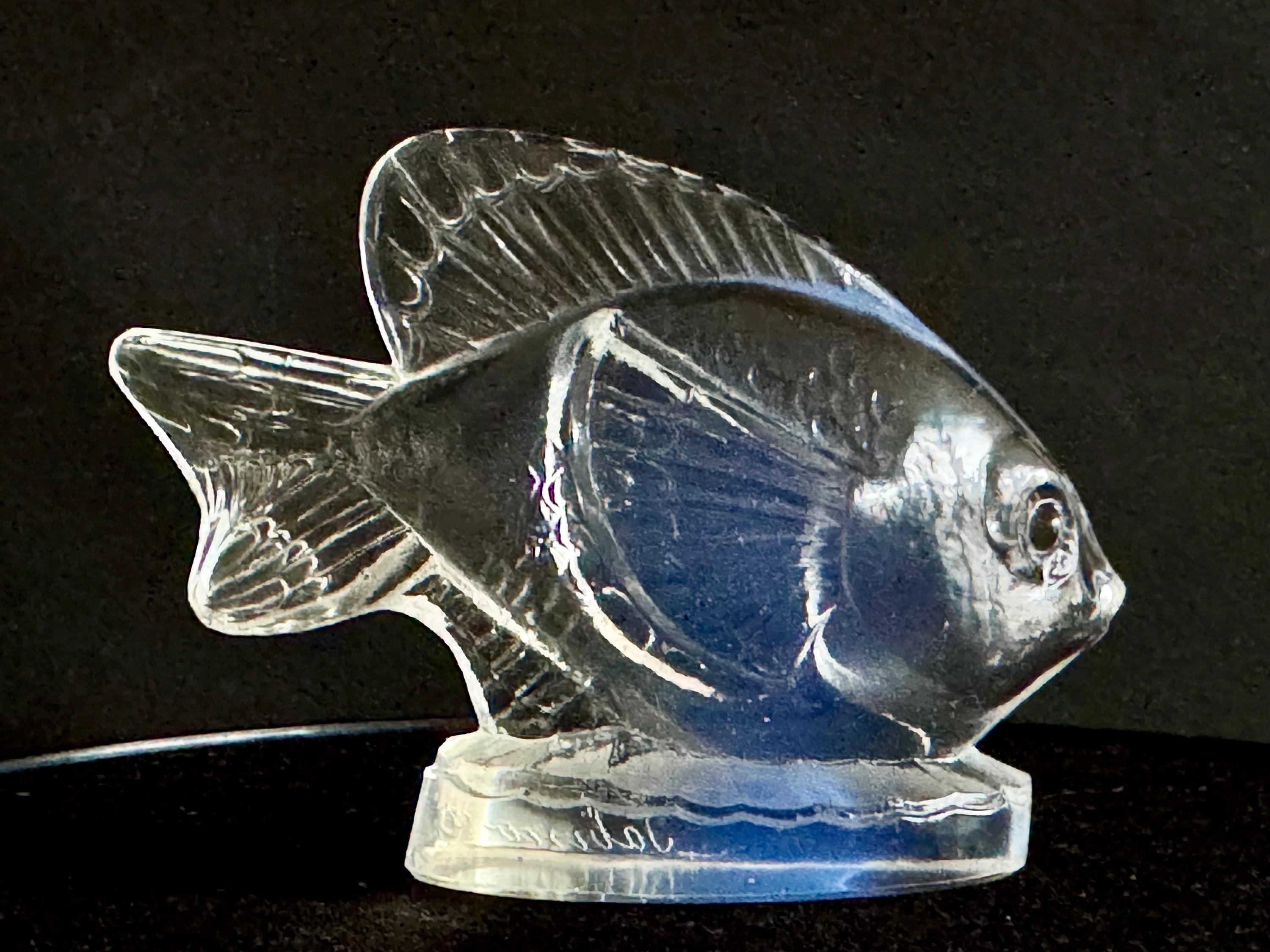 Sabino Glass Fish - Etsy