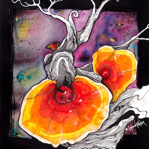 Reishi Mushroom Art - Fine Art Print - Gift for Forager - Mushroom Gift - Pen and Ink Fungi Illustration by Landon Fraker Art