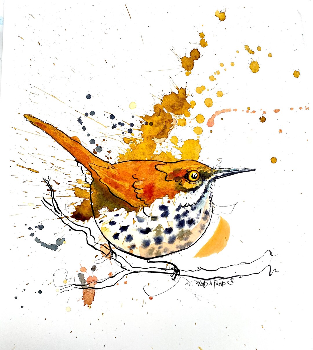 Fat Brown Thrasher Print - Watercolor and Ink Painting - “fat A