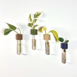 Könnte beinhalten: Vier Glas-Vermehrungsröhrchen mit verschiedenen grünen Pflanzen und Wurzeln. Jedes Röhrchen hat einen unterschiedlich farbigen, geriffelten Verschluss: braun, grün, beige und blau. Die Röhrchen sind vor weißem Hintergrund angeordnet.