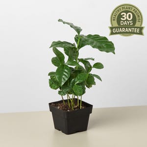 Arabica Coffee Plant, Coffea arabica, Indoor Houseplant, Flowering Coffee Tree, Easy Care, Unique Edible Plant, Gift for Coffee Lovers