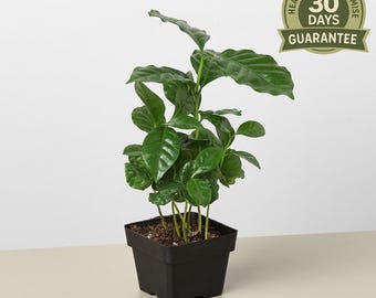 NEW Arabica Coffee Plant, Coffea arabica, Indoor Houseplant, Flowering Coffee Tree, Easy Care, Unique Edible Plant, Gift for Coffee Lovers