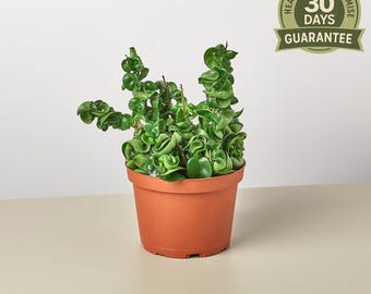 NEW Hoya Rope Plant, Hindu Rope, Hoya Carnosa Compacta, Krinkle Curl Wax Plant, Porcelain Flower, Trailing Succulent Vine