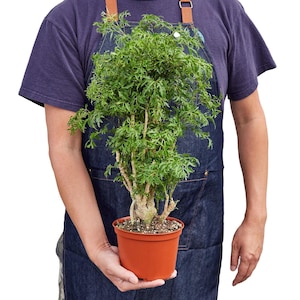 Ming Aralia, Polyscias fruticosa, Ming Stump Plant, Live Evergreen Houseplant, Vertical Grower, Bonsai, Exotic Indoor Plant, Easy Care