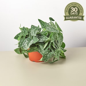 May include: A potted houseplant with green leaves speckled with white spots. The plant is in an orange pot. A circular sticker in the upper right corner reads "Healthy Plant Promise 30 Days Guarantee."