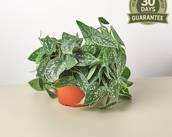 NEW Satin Pothos, Scindapsus Pictus Argyraeus, Silver Vine, Heart-Shaped Variegated Leaves, Easy Care Trailing Plant