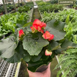 Reiger Begonia, Begonia x corallina, Angel Wing Begonia, Live Flowering Houseplant, Glossy Foliage, Colorful Blooms, Easy Care, Indoor Decor