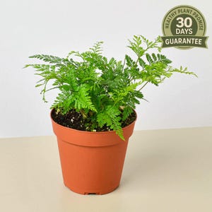 Rabbit’s Foot Fern, Davallia Fejeensis, Hare’s Foot Fern, Unique Indoor Houseplant, Furry Rhizomes, Soft Hanging Fern, Pet Safe