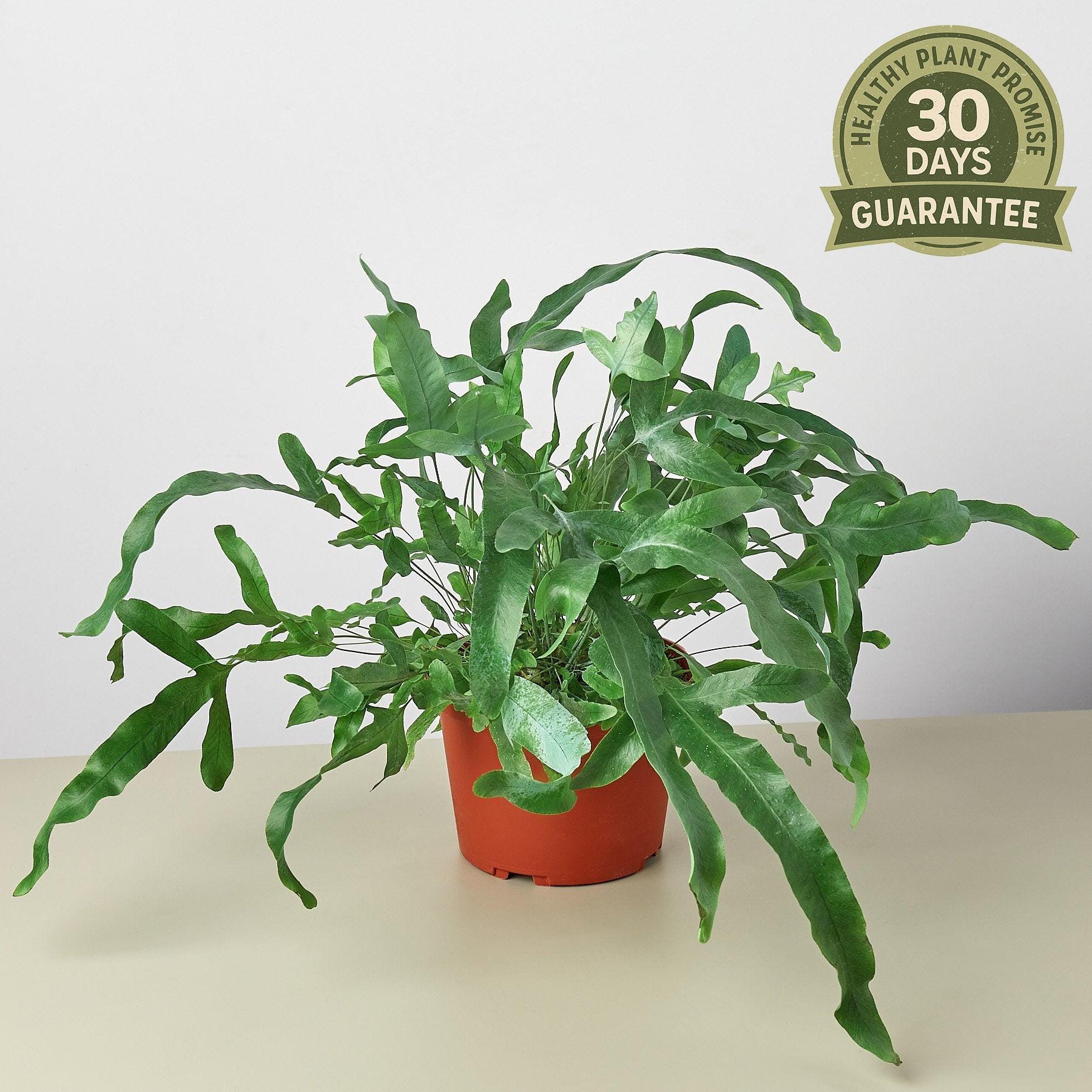 Blue Star Fern, Phlebodium aureum, Live Indoor Fern, Pinnatifid Blue-Green Fronds, Unique Houseplant, Air Purifying, Easy Care