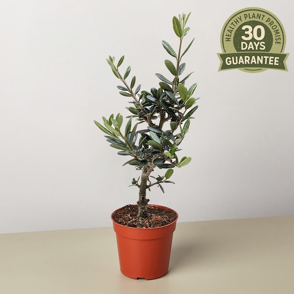 NEW Common Olive Tree, Olea europaea, Live Evergreen Houseplant, Fragrant Flowers, Edible Fruit, Mediterranean Tree, Indoor/Outdoor Decor