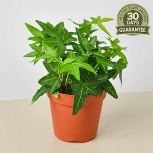 English Ivy Green California, Hedera Helix, Fast Growing Vining Houseplant, Deep Green Foliage, Easy Care Trailing Plant
