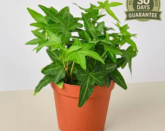 NEW English Ivy Green California, Hedera Helix, Fast Growing Vining Houseplant, Deep Green Foliage, Easy Care Trailing Plant