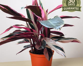 Stromanthe Triostar 2" Pot: Rare Pink Variegated Prayer Plant  Tropical  Indoor Houseplant  Genz Baby Plant - Etsy