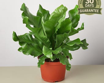 Bird’s Nest Nidus Fern, Asplenium Nidus, Large Leaf Indoor Fern, Tropical Houseplant, Crinkled Foliage, Easy Care, Pet Safe