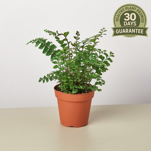 May include: A potted fern with vibrant green foliage. The plant is in a terracotta-colored pot, set against a neutral background. A circular sticker with the text "Healthy Plant Promise 30 Days Guarantee" is visible.
