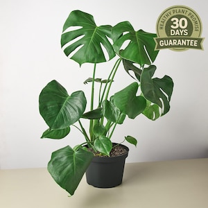 May include: A potted Monstera plant with large, vibrant green leaves. The plant is in a black pot and has a "Healthy Plant Promise" guarantee for 30 days. The leaves have unique splits and holes, adding to its distinctive appearance.