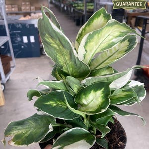 Dieffenbachia &#39;Cool Beauty&#39;, Dumb Cane, White-Flecked Variegated Foliage, Shade Tolerant Indoor Plant