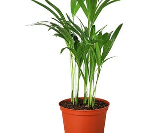 Areca Palm, Dypsis Lutescens, Butterfly Palm, Indoor Clustering Palm, Pet  Safe, Air Purifying Houseplant, Easy Care - Etsy
