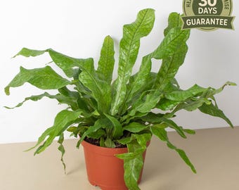 Crocodile Fern, Microsorum Musifolium, Unique Leathery Foliage, Exotic Indoor Fern, Statement Houseplant, Humidity Loving Plant