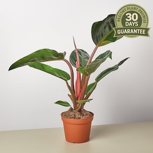 May include: A potted plant with large, dark green leaves and vibrant pink stems. The plant is in a terracotta-colored pot. A circular sticker with the text "HEALTHY PLANT PROMISE 30 DAYS GUARANTEE" is visible.