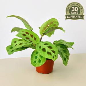 NEW Maranta Leuconeura, Prayer Plant, Live Houseplant, Oval Leaves, Symmetrical Line Pattern, Easy Care, Air Purifying, Indoor Decor