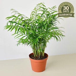 Parlor Palm, Chamaedorea Elegans, Neanthe Bella Palm, Low Light Indoor Palm, Pet Safe Air Purifying Houseplant
