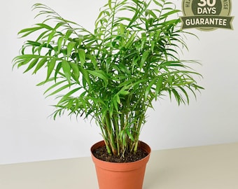 NEW Parlor Palm, Chamaedorea Elegans, Neanthe Bella Palm, Low Light Indoor Palm, Pet Safe Air Purifying Houseplant