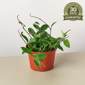 Hoya Carnosa, Porcelain Flower, Wax Plant, Honey Plant, Trailing Houseplant, Easy Care, Fragrant Blooms