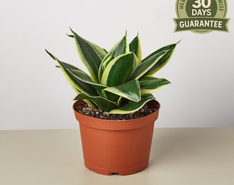 NEW Snake Plant Black Gold, Sansevieria Trifasciata, Laurentii, Air Purifying Houseplant, Deep Green Gold Leaves, Drought Tolerant