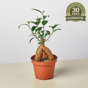 Ficus &#39;Ginseng&#39;, Bonsai Indoor Houseplant with Bulbous Roots,  (Pot-bellied Ficus)