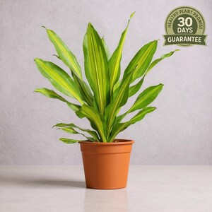 Dracaena Corn Plant - Etsy