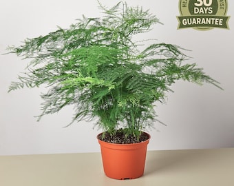 Asparagus Fern, Asparagus Setaceus, Feathery Foliage Houseplant, Lush Hanging Plant, Easy Care Indoor Fern, Unique Greenery