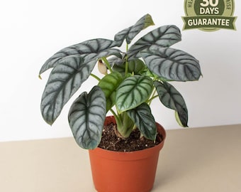 NEW Alocasia Silver Dragon, Alocasia baginda, Rare Houseplant, Silver Foliage, Compact Indoor Plant, Heart Leaf, Exotic Terrarium Plant