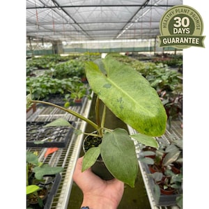 Philodendron Paraiso Verde, Variegated Tropical Houseplant, Easy Care Indoor Plant with Waxy Leaves