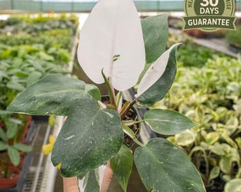 NEW Philodendron White Princess, Variegated White Green Leaves, Rare Aroid, Easy Care Houseplant, Collector Philodendron, Exotic