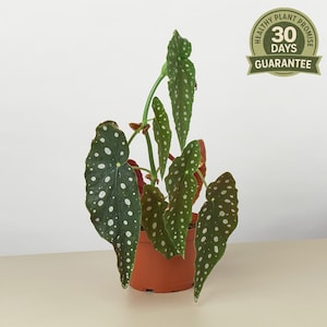 May include: A potted Begonia maculata plant with large, dark green leaves speckled with white spots. The plant is in a brown pot and has a "Healthy Plant Promise" guarantee for 30 days.
