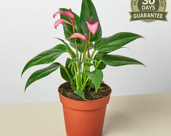NEW Anthurium Purple, Flamingo Flower, Heart Shaped Leaves, Exotic Bloom, Anthurium Andraeanum, Long-Blooming Houseplant