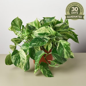 Marble Queen Pothos, Snow Queen, Variegated Trailing Houseplant, Easy Care, White Green Foliage, Indoor Air Purifier