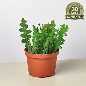 May include: A green zig-zag plant in a terracotta pot. The plant has multiple stems with a unique, wavy leaf shape. A circular sticker with the text "Healthy Plant Promise 30 Days Guarantee" is visible.